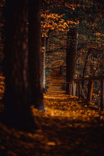 A vertical shot of a path with fallen leaves on the ground passing through a forest in Bavaria