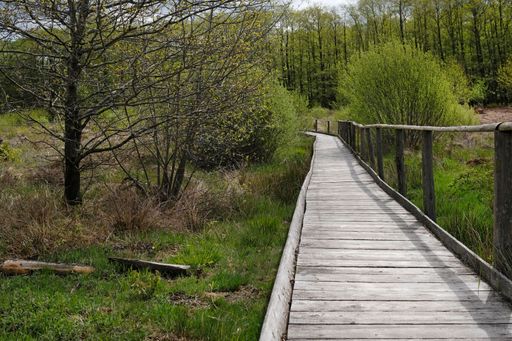 A high angle shot of a boardwalk trail through a park in the Eifel region