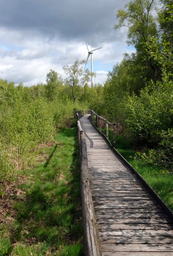 A vertical shot of a wooden path through a lush green forest with wind turbines in the Eifel Region