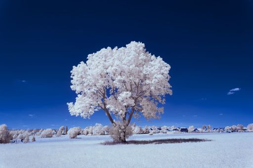 An infrared photograph of a winter landscape blanketed with white clouds in the sky above