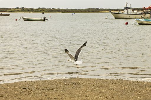 A closeup shot of a seagull flying by the shore