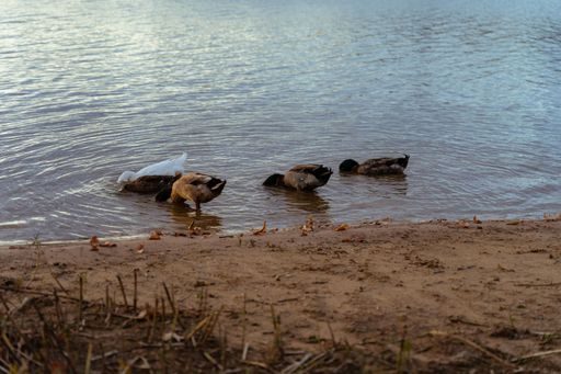 A shot of mallard ducks swimming in the lake