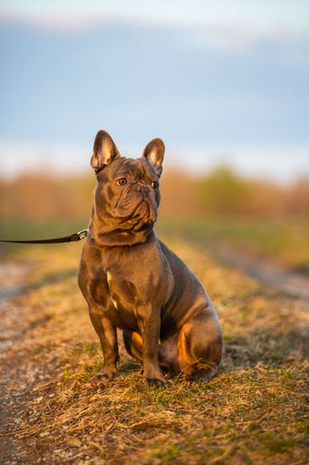 A vertical closeup shot of an adorable dark brown french bulldog on a leash on a field