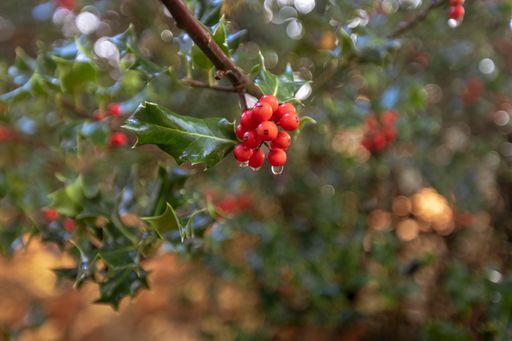 A closeup shot of yaupon holly berries on a blurred background in the New Forest, near Brockenhurst, UK