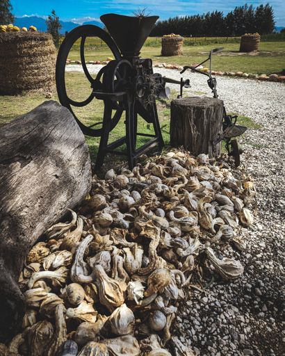 A vertical shot of a pile of Oyster seafood with a chaff cutter machine and trunk