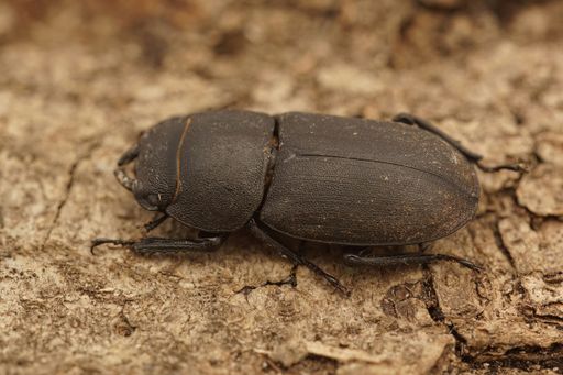 Closeup of the lesser stag beetle, Dorcus parallelipipedus sitting on wood in Gard, France