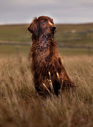A vertical shot of a beautiful brown Irish Setter dog in the field