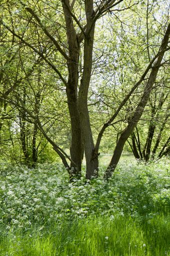 A vertical shot of plants and wildflowers in a beautiful lush green forest