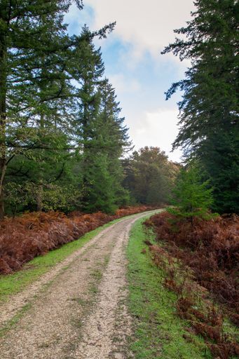 A narrow pathway near a lot of trees in the New Forest near Brockenhurst, UK