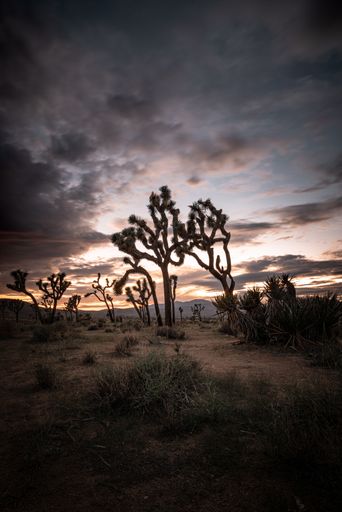 A vertical silhouette shot of a tree found in an open field with a sunset in the background