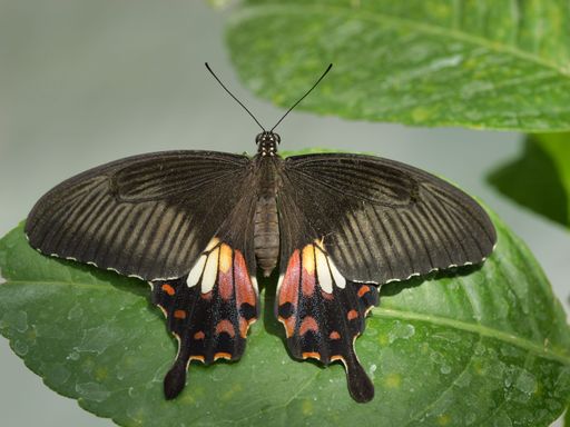 A closeup of adorable Common mormon with open wings lying on green leaf