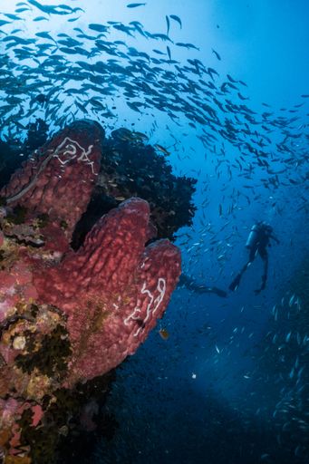 A huge group of anchovy fishes swimming in deep blue sea with a person diving in the background
