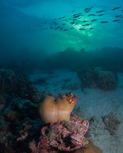 A Clownfish swimming in deep blue sea over reef coral with a school of fishes in the background