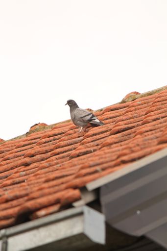 A vertical shot of a pigeon on the roof