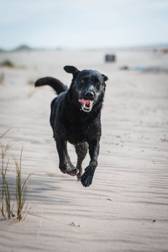 A vertical shot of a black labrador retriever running on the beach