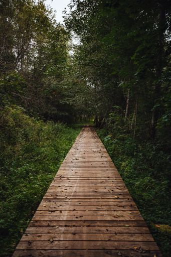 A vertical shot of a boardwalk in a forest surrounded by greenery