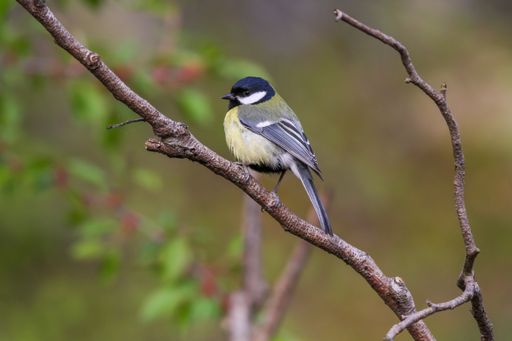 A closeup of a Great tit perched on a tree branch