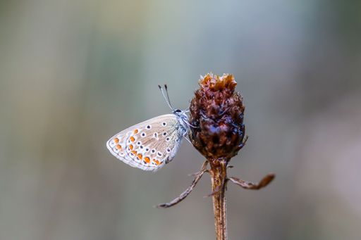 A Polyommatus icarus butterfly perching on plant