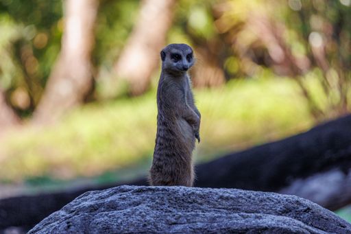 A selective focus of a funny meerkat sitting on a rock and looking into the camera at zoo