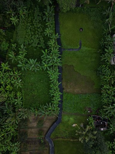 An aerial of a green field in Bali, Indonesia.