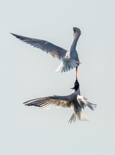 A vertical closeup of two common terns in the air touching beaks.