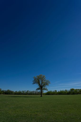 A vertical shot of a single tree in the green lawn under the clear blue sky