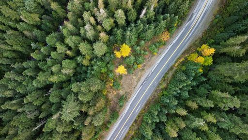 An aerial view of a long and narrow road through the dense forest with high green trees in Pemberton