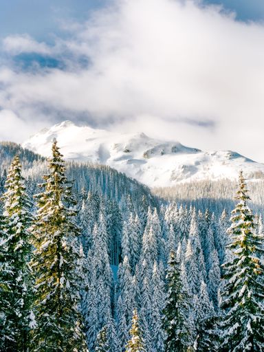 A vertical shot of white snow-covered pine trees near snowy mountains