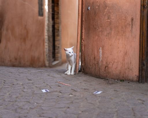 A white street cat looking around the corner in Marrakech, Morocco