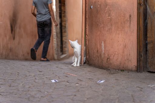 A white street cat looking back to a person walking by in Marrakech, Morocco