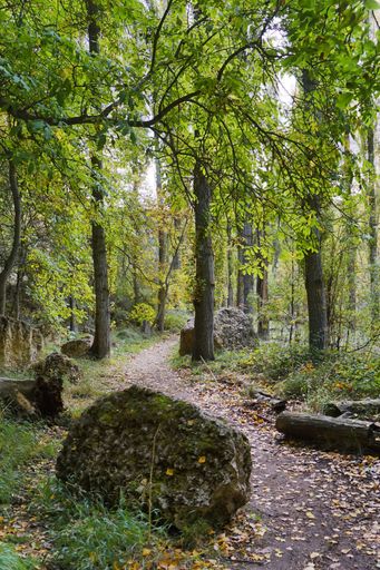 A vertical shot of a narrow pathway of a green forest in sunlight