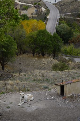 A vertical shot of a white dog on leash sitting at the doghouse with rural view