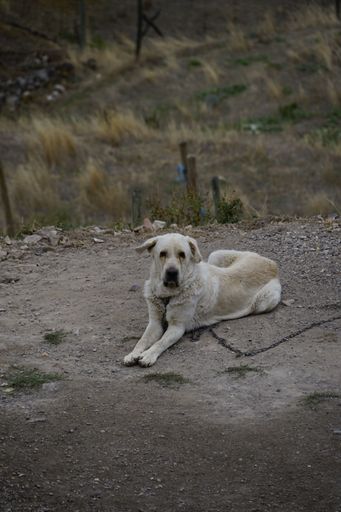 A vertical shot of a white dog on leash sitting at the doghouse with rural view