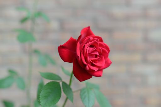 A closeup shot of a red rose isolated on a blurred background