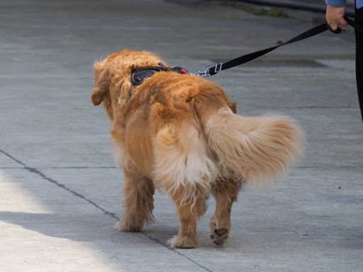 A fluffy beige dog walking in the street, shot from back