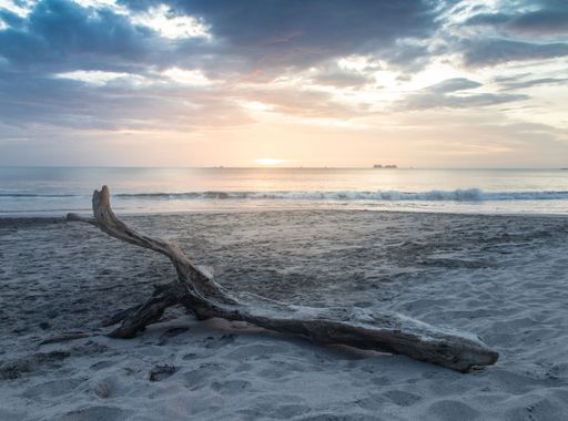 A driftwood on the beach against the background of the sea at sunset.