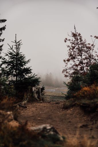 A beautiful view of the Harz National Park in Germany with dark trees covered by thick mist on a gloomy autumn morning