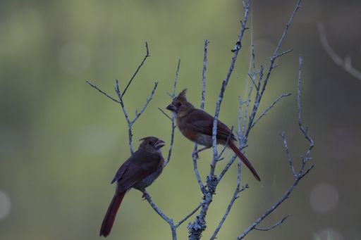 A closeup shot of two Northern cardinals, standing on a leafless tree branch, with a bokeh sunlight in the background
