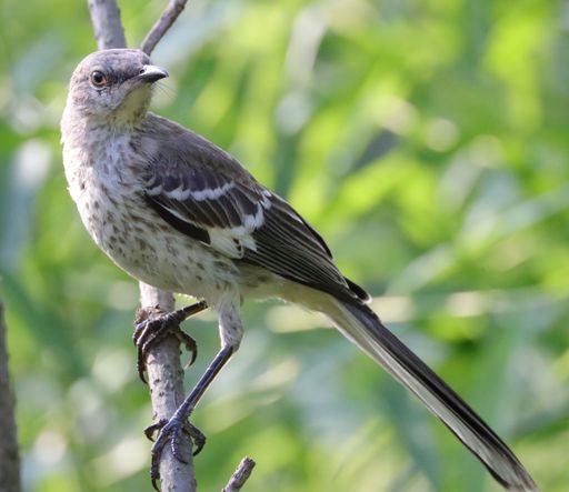 A closeup shot of a Northern mockingbird, standing on a tree branch in the forest, on a sunny day