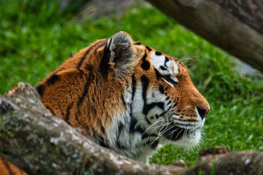 A closeup shot of the tiger in the nature