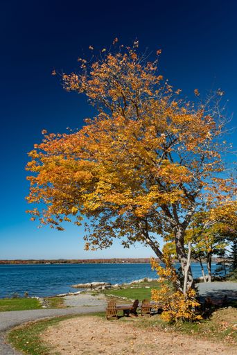 A vertical shot of a tall tree covered with autumn leaves in a forest in New England, Maine, USA