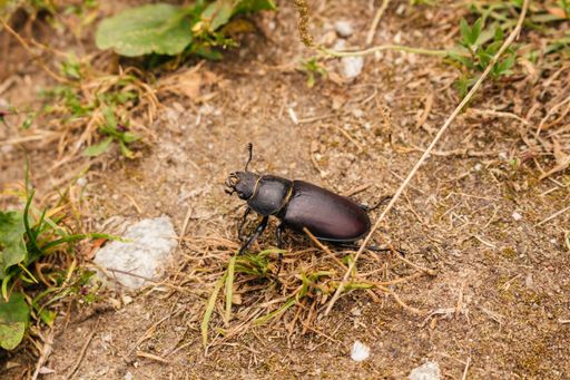 A high angle view of Stag beetle wandering on the ground in Northern France