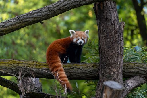 An adorable Red panda looking at the camera from tree branch