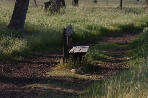 A wooden bench in the middle of a pathway with tall grasses
