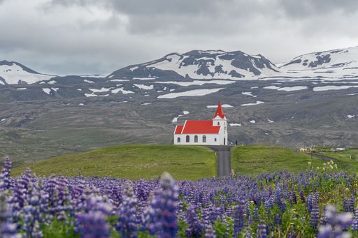 A view of Ingjaldsholl Church on Snaefellsnes Peninsula with Lupinus nootkatensis on the foreground