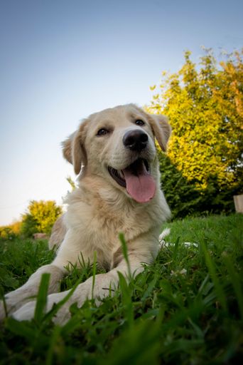A vertical closeup shot of a beautiful golden retriever laying down on the grass with an open mouth