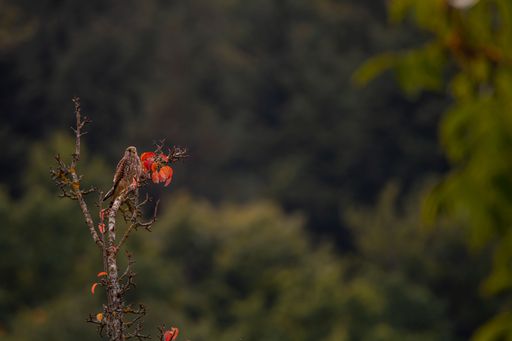 A beautiful shot of  a common kestrel female bird perched on a tree branch