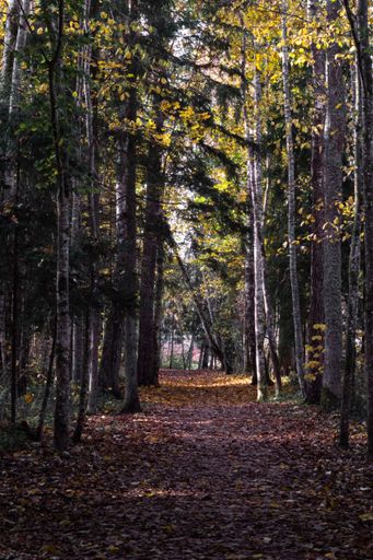 A vertical shot of an alley between tall trees in a forest during autumn