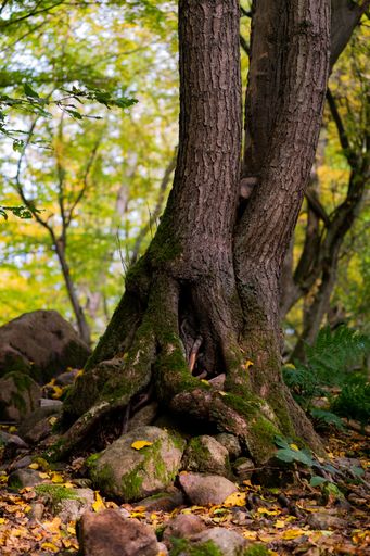 A vertical shot of a tree covered with green moss in a forest