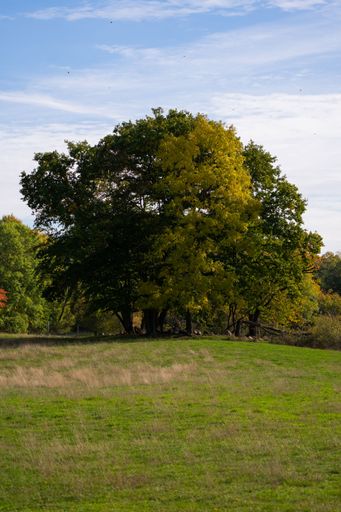 A vertical shot of green trees growing in a meadow on a sunny day